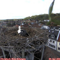 18_00-nest.jpg