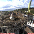 18_05-nest.jpg