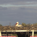 18_10-mast.jpg