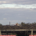 18_15-mast.jpg