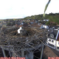 18_15-nest.jpg