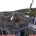 18_20-nest.jpg
