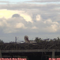 18_30-mast.jpg
