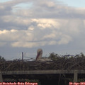 18_35-mast.jpg