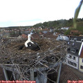 18_35-nest.jpg