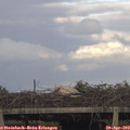 18_40-mast.jpg