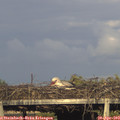 18_45-mast.jpg