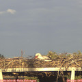18_50-mast.jpg