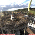 18_50-nest.jpg