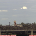 18_55-mast.jpg