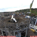 18_55-nest.jpg