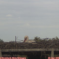 19_00-mast.jpg