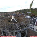 19_00-nest.jpg