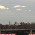 19_05-mast.jpg
