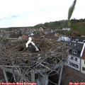 19_05-nest.jpg