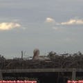 19_10-mast.jpg