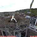 19_10-nest.jpg
