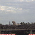 19_15-mast.jpg