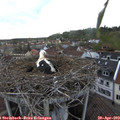 19_15-nest.jpg