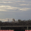 19_20-mast.jpg