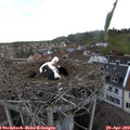 19_20-nest.jpg