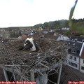 19_25-nest.jpg