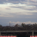 19_30-mast.jpg