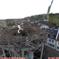 19_30-nest.jpg