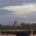 19_35-mast.jpg
