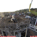 19_35-nest.jpg