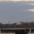 19_45-mast.jpg
