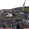 19_45-nest.jpg