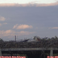 19_50-mast.jpg