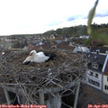 19_50-nest.jpg