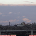 19_55-mast.jpg