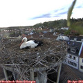 19_55-nest.jpg