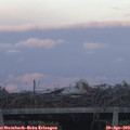 20_00-mast.jpg