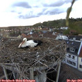 20_05-nest.jpg