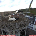 20_10-nest.jpg