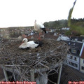 20_15-nest.jpg