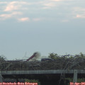 06_25-mast.jpg