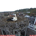 06_25-nest.jpg