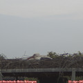 06_35-mast.jpg