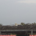 06_40-mast.jpg