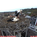06_45-nest.jpg