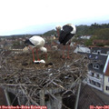 06_50-nest.jpg