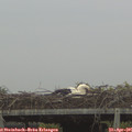 06_55-mast.jpg