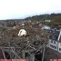 06_55-nest.jpg