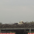 07_10-mast.jpg
