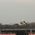 07_20-mast.jpg